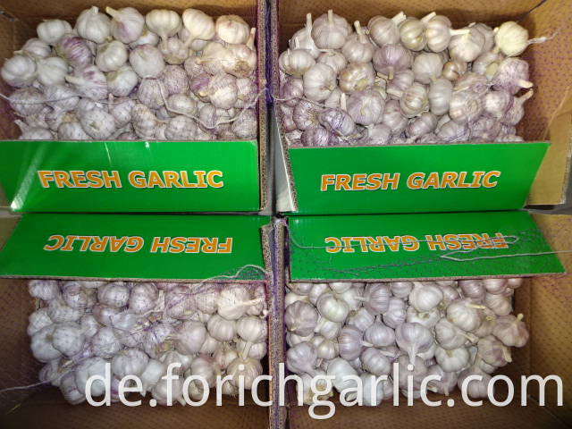Normal Garlic Price